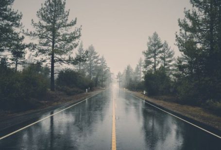 Australian Road Trip - Road Between Pine Trees