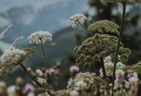 Australian Alps - Mountain flowers