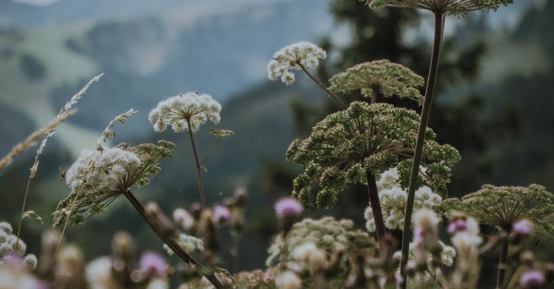 Australian Alps - Mountain flowers