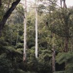 Australian Bush - Dirt Road Between Green Trees
