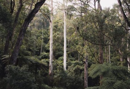 Australian Bush - Dirt Road Between Green Trees