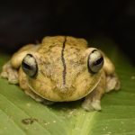 Rainforests - Rosenberg Gladiator Tree Frog Lying on a Leaf