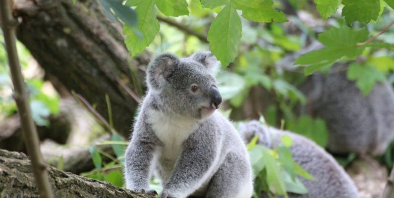 Koalas - Koala Bear on a Wood Trunk