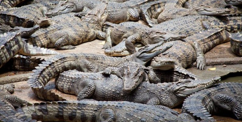 Crocodiles - Crocodiles on Sand