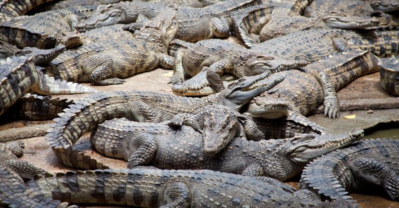 Crocodiles - Crocodiles on Sand