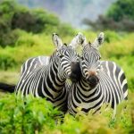 Conservation Efforts - Zebras on Zebra