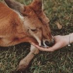Wildlife Sanctuaries - Brown kangaroo Lying on Green Grass