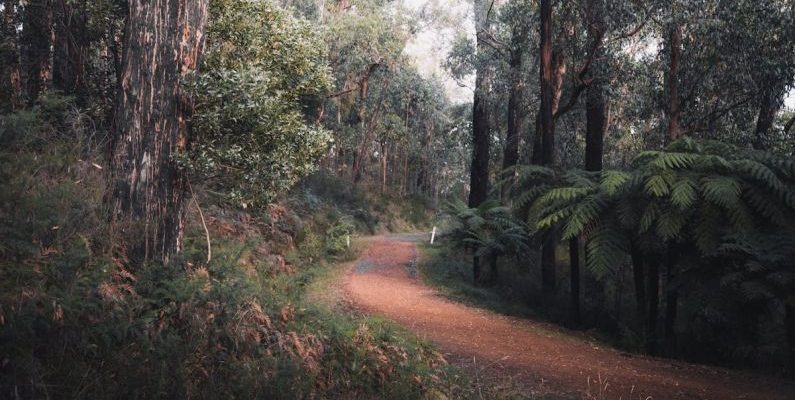 Australian Bush - Brown Dirt Road Between Green Trees